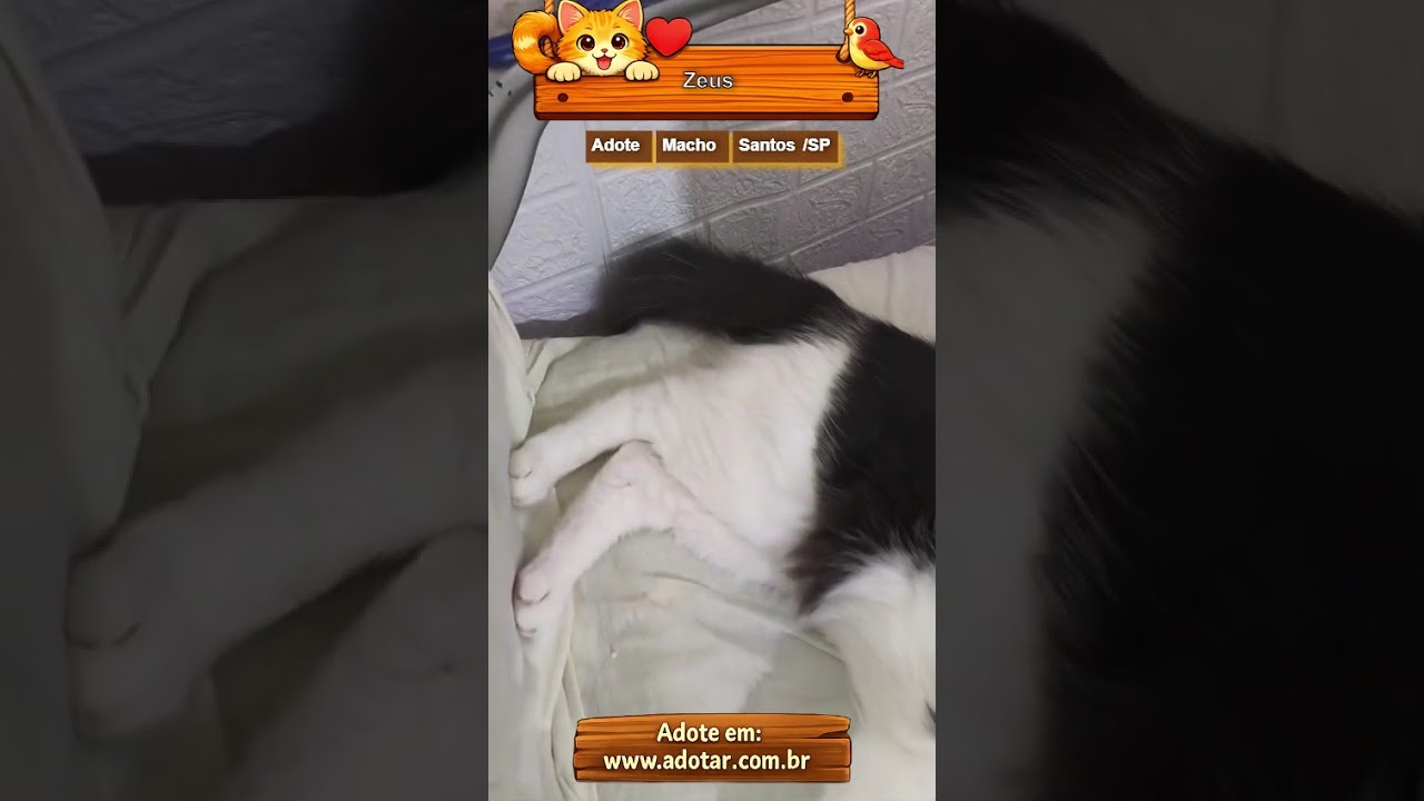 Gato raça SRD-ViraLata idade 1 ano nome Zeus