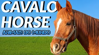 Sons dos cavalos | Horse sounds | Animais do Mundo | animais da fazenda