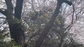 【下関市】下関北運動公園の桜