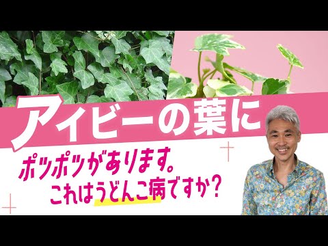 アイビーにはどのくらいの毒性があるのでしょうか? 植物