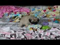 Pug dogs for sale: Poppy  - Video 1