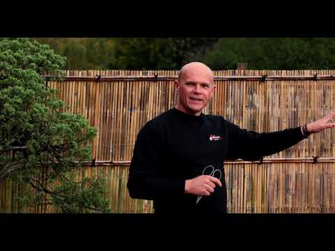 The Bonsai Show Festive Special 2022