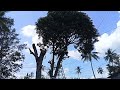 NORECO II In Action Clearing Of Trees Thepoetic926