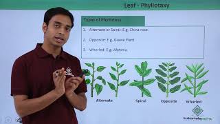 Class 11th – Leaf – Phyllotaxy | Morphology of Flowering Plants | Tutorials Point