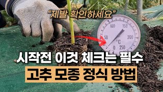 고추 모종 정식 심는 방법 및 주의사항