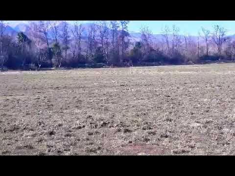 Soltandole conejos a perros de 6 meses Atenea-Eto