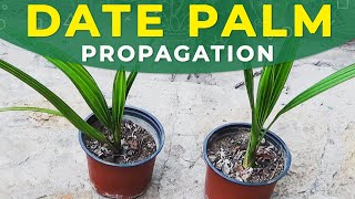 GROWING DATE PALM FROM SEEDS | PROPAGATION, CARE FOR SEEDLINGS