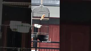 Download lagu Kenari loper Sunkist gacor #birds #kenarigacor #kicaumania mp3 Download lagu Kenari loper Sunkist gacor #birds #kenarigacor #kicaumania mp3