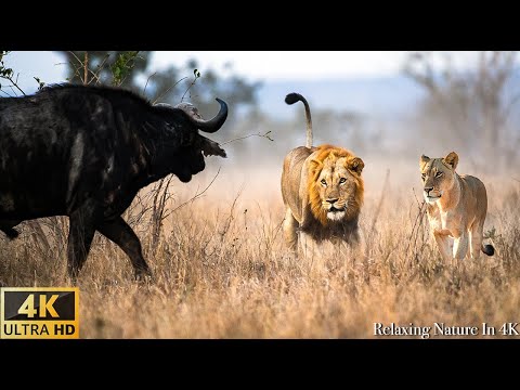 4K Wildlife of Kwazulu-Natal, South Africa - Wild Animals of Africa & Relaxing Nature In 4K