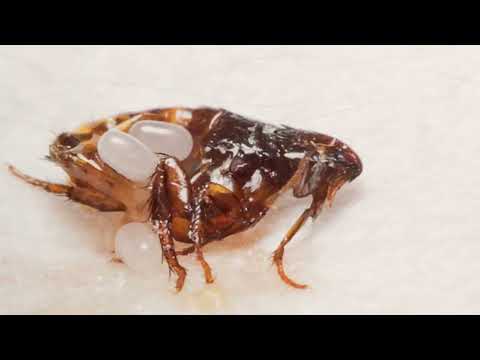 Flea Lifespan How Long Do Fleas Live || how long do fleas live on humans
