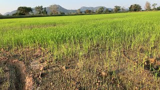 ដុះមុនក្រោយគ្នាគួរធ្វើរមុច? ស្រូវអាយុ13ថ្ងៃល្មមបាញ់ស្មៅ ដាក់ទឹក