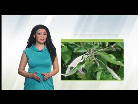 Zelena prognoza, 10.5.2016. - O stanju u zasadima jabuka