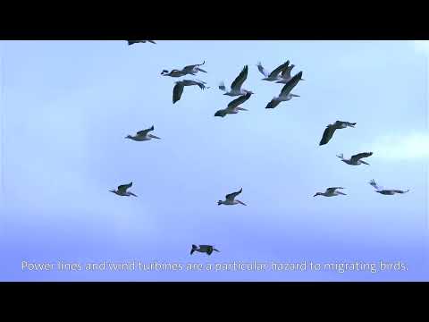 Pelican Way of Life: follow the journey of the Dalmatian pelican  🗺️