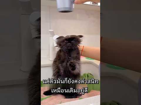 แมวดำที่มีพลังล่องหนเป็นของตัวเอง