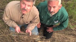 Soil health lesson in a minute: discover the cover