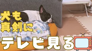 寝てると思ったらテレビ見てたw