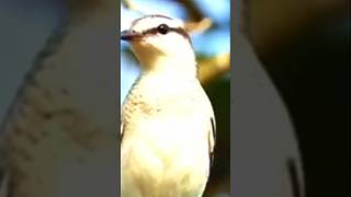 Download lagu suara merdu burung kapasan kemiri di alam bebas #burung mp3