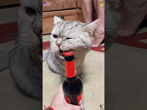 Cat Help , Funny Cats 🐈