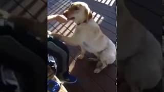 Diabetic Alert Dog Alerts To High