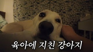 동생이 태어난 뒤 육아에 지친 강아지 일상