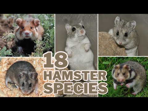 Hamster Interracial