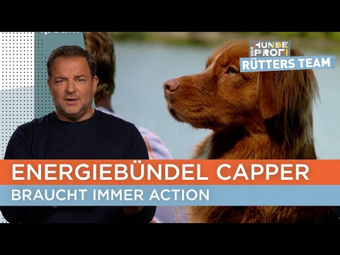 Will dog trainer Ellen finally be able to restore peace and quiet? 🐕 | The Dog Whisperer - Rütter...