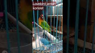 Download lagu Lovebird jantan konslet mangap mp3 Download lagu Lovebird jantan konslet mangap mp3