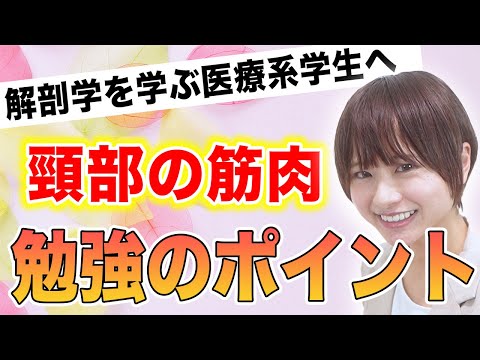 医学科 【解剖学】頸部の筋肉を効率よく勉強する方法（医学生・医療系学生向け）