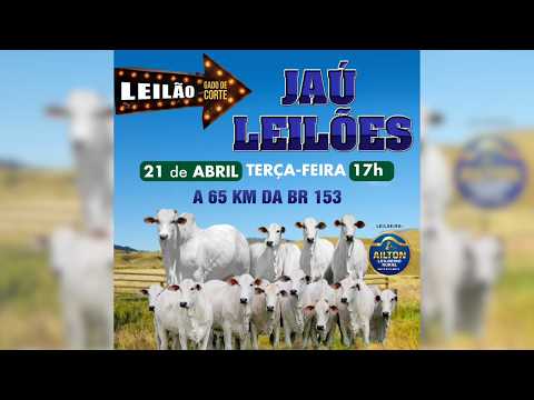 LEILÃO GADO DE CORTE  - JAU LEILÕES  - JAU DO TOCANTINS  -21 / 04 / 2026
