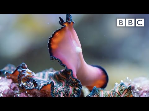 Meet the penis-fencing flatworm | The Mating Game – BBC