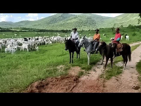 Fazenda com maquinários e 2000 cabeças de gado por menos de 15 mil o hectare