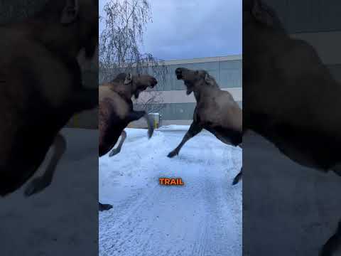This animal is more dangerous than a bear #moose