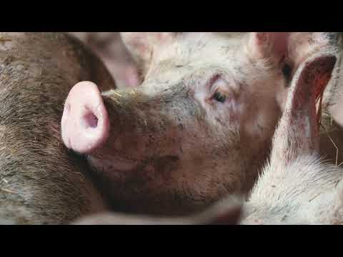 Wie Roggen die Schweinemast verbessert | World of Farming KWS