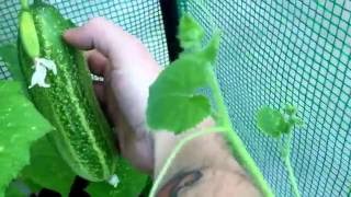 Gartenupdate Part 7 - Die Mega Gurke! :D