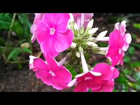 園芸 フロックス 春の夜明け