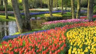 TRIBORDER WALKING CLUB KEUKENHOF WALK 18 APRIL 2015