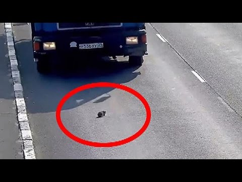 Prurito su un corpo a vermi I cuccioli di un chihuahua strisciano