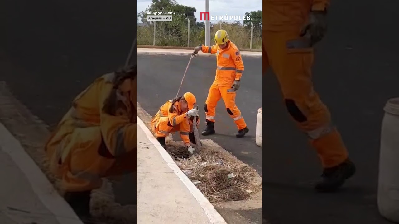 Resgate inusitado: bombeiros salvam jiboia presa em bueiro em MG