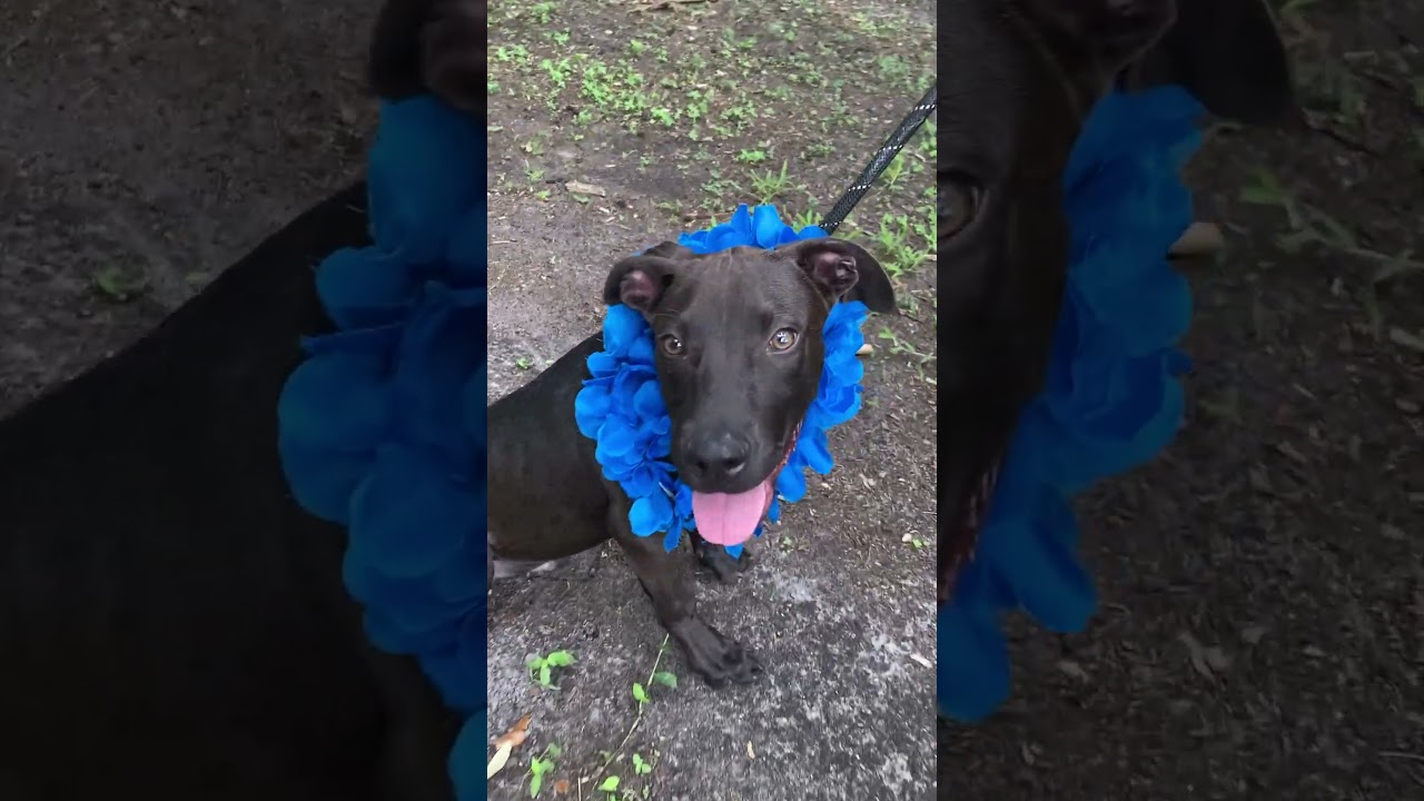 Enlarge ROWAN (520), a Adoptable mixed breed in Indiantown, FL video 6/6