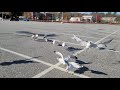 Feeding French Fries To The Seagulls