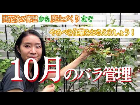 房状のバラ、多輪のバラ 植物