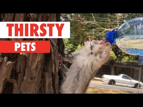 Thirsty Pets