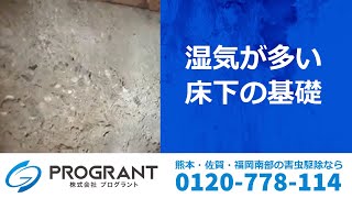 コンクリートやタイルに現れる白いもの 白華現象 の原因と対策 熊本 佐賀のシロアリ駆除 害獣駆除ならプログラントへ