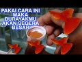 BEST FEED FOR GUPPY FRY From Age 0 To Adolescence