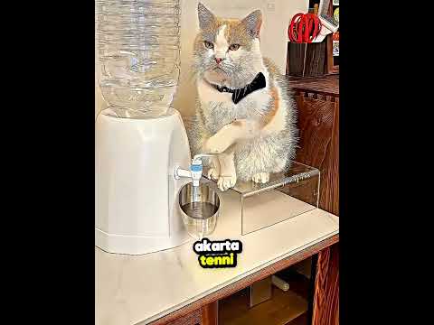 A macska, amely egyetlen cseppet sem löttyint ki 🐱💧