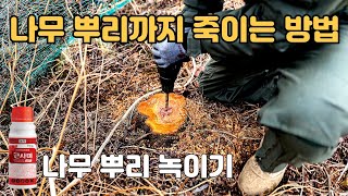 나무 뿌리까지 확실하게 죽이는방법 | 나무죽이는 제초제 근사미 ☠️