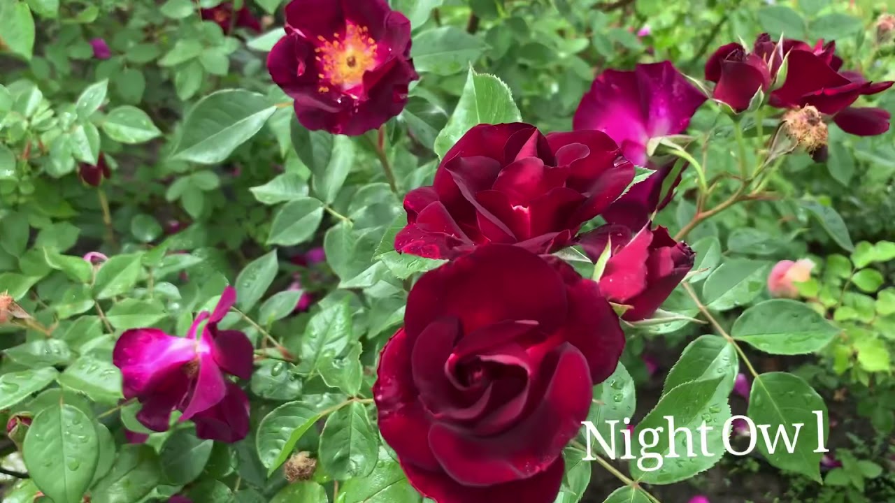 Роза Найт Оул, Rosa Night Owl.