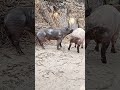 The Secret Of Pig Training 6