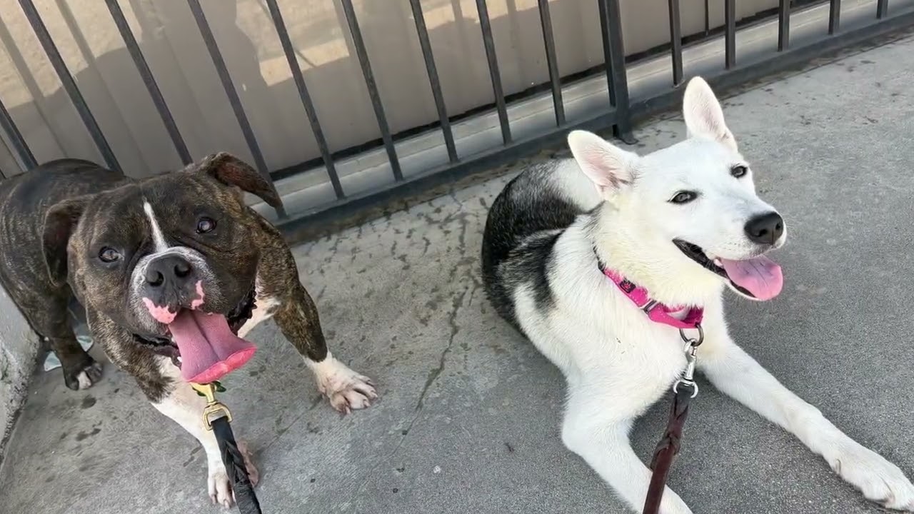 Enlarge SUMMER, an adopted mixed breed in Pasadena, CA video 2/5