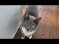 Cats Sync Up While CRYING For Food
